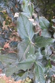 Image result for Strychnos potatorum