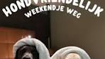 Dog-Friendly Getaway at Van der Valk de Cantharel - TikTok