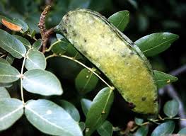 Image result for Brachystegia spiciformis