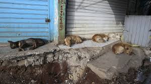 Wie kann man überhaupt auch nur auf die idee kommen, dass ein hund nach einem hundebiss eingeschläfert werden muss? Angst Vor Tollwut In Addis Abeba Stadt Schlafert 8 400 Hunde Ein Rt De