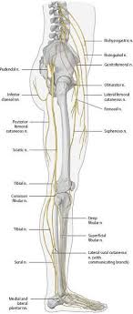 Muscles Anatomy Physiology Health Fitness Training Muscle Bone Nerves Nervoussystem Anatomy Medical Anatomy Body Anatomy