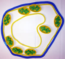 We did not find results for: Modeling A Plant Cell Perkins Elearning