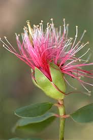 Image result for Sonneratiaceae