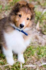 want this puppy kopek hayvanlar evcil hayvanlar