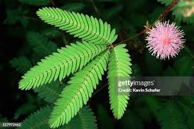 Image result for Mimosa pudica