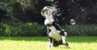 What To Do When Dogs Eat Soap My Doggy Thing