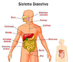 El Aparato Digestivo Sistema Digestivo Para Ninos Sistema Digestivo Aparato Digestivo