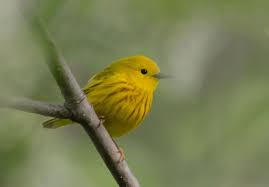 Erdal Yavas Adli Kullanicinin Kuslar Panosundaki Pin Birds Reptiles Amphibians Ve Mammals