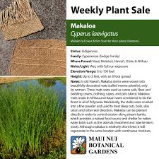 Image result for Cyperus laevigatus