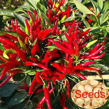 You can be confident that every seed order contains fresh, premium quality, tested and inspected seeds with top tier germination rates. Airyclub 500pcs Pepper Seeds Vegetable Seed Hot Pepper Chilli Seeds Red Cluster Spicy Rod Peppers Seed High Budding Rate Plant Seeds For Balcony Courtyard Home Garden Vegetable Farm