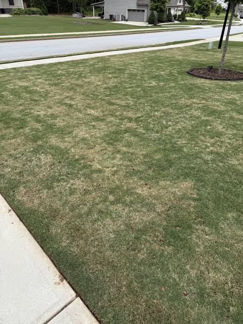 Lawn mown too short in summer