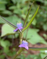 Image result for Cyanotis lanata