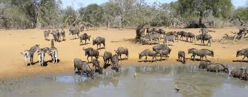 Image result for Hyperacanthus microphyllus