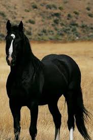 Black White And Brown Horses Beautiful Pin By Nola Rutherford On Beauty Horses Beautiful Horse Pictures Black Horses