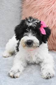 Lower photo is of our giant schnoodle puppy who went to arizona to be trained for dustin's service dog! 6opyub4zyafnym