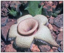Image result for Orbea maculata