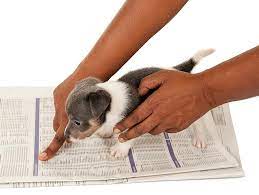 I teach puppy basics such as crate and potty training as well. How To Potty Train Your Dog 1mhowto Com