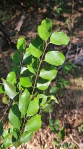 Image result for Strychnos usambarensis