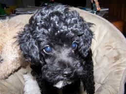 They are best suited for active families and do well with kids. Giant Schnoodle For Sale In Fort Wayne Indiana Classified Americanlisted Com