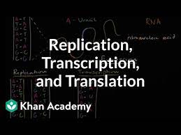 #2 a c t dna: Dna Replication And Rna Transcription And Translation Video Khan Academy