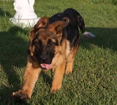 German shepherd puppies, german shepard puppies, dachshund puppies, black german shepherd, sable german shepherd, black. German Shepherd German Shepherd Zamolxishaus