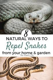 This site provides many snake control articles and strategies, if you wish. 8 Natural Snake Repellent Ideas That Work The Rustic Elk