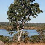 Image result for Pericopsis