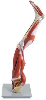 They are the structure on which the skin hangs. Muscles Of The Human Leg 23 Parts Code 6000 39 Altay Scientific