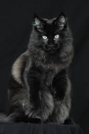Explore 46 listings for black maine coon kittens for sale uk at best prices. Pin On Adorable