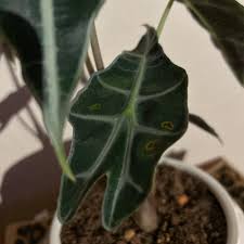 Image result for Cavacoa aurea