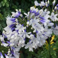 Agapanthus as a cut flower. Agapanthus Twister J Parker Dutch Bulbs