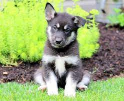 When properly socialized, these dogs are known for get along well with both humans and animals alike. Apple Gerberian Shepsky Puppy For Sale Keystone Puppies Gerberian Shepsky Puppy Shepsky Puppy Gerberian Shepsky