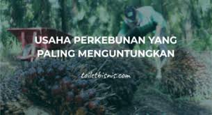 Tanaman yang cepat tumbuh dan menguntungkan. Tanaman Yang Menguntungkan Banyak Yang Jadi Miliuner Budidaya Tanaman Ini