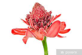 Tropical Flower Red Torch Ginger Etlingera Elatior Or Zingibera Wall Mural Pixers We Live To Change