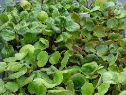 Image result for Sporobolus pectinellus