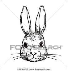 Dessin lapin realiste dessiner animaux realiste fourrure stephane alsac. Stylo Encre Lapin Tete Croquis Clipart K47165752 Fotosearch