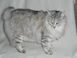 Kurilian Bobtail Cat Breed Pictures, Characteristics, & Facts