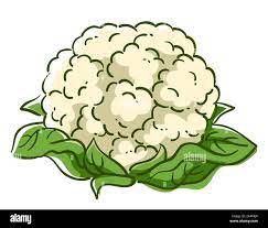 Vegetable cartoon cauliflower Cut Out Stock Images & Pictures - Alamy