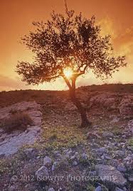 Images Of Shepherds Fields In Bethlehem Israel Wow Com Image Results Paisajes Jesus De Nazareth Fotos