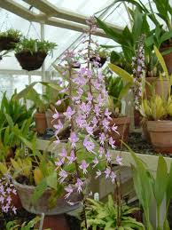 Image result for Stenoglottis