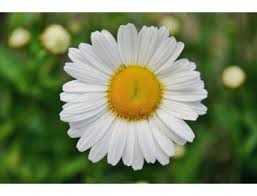 Image result for foto Kopretina