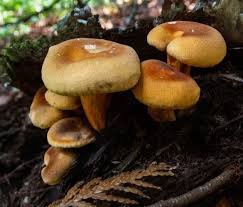 Image result for Clitocybe multiceps