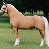 Gerader kopf, schräge schulter, abfallende kruppe, kleine ohren, große augen, stabiles und trockenes fundament, feines bis dichtes langhaar, mittellanger rücken mustangs. 1