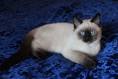 Siamese Kittens Available for Sale in Ashburn, Virginia ...