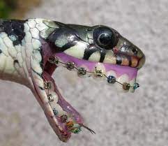 Just Eewwwww Snake Funny Animals Funny Pictures