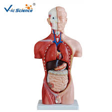The above diagram also showcases the backbone. Life Szie 42cm Male Human Body Anatomy Organs Model 13 Parts Medical Science Teaching For Students Medical Science Aliexpress