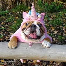 They come in a variety of shapes and sizes and are the perfect pet. Unicorn Dog Halloween Costume Dog Halloween Bulldog Puppies Cute Animals