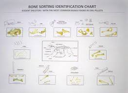 owl pellet bone sorting chart pdf owl pellets science