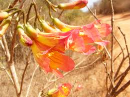 Image result for Fernandoa