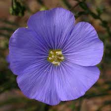 Jun 08, 2021 · not enough people are willing to submit to the experimental gene therapy the ruling class continues to try to push on us all. Plants Fungi Digital Resources Burke Museum